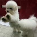 오드리 애견미용실 이미지