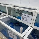 청춘회 물회 | [경산 횟집] 가을전어/참돔 회 맛집 매운탕 맛집 가성비횟집 추천 청춘회물회_내돈내산