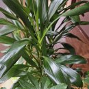 월배로 97길 | 명성마사지 대구 커플마사지 대구 마사지 대구에서 찾은 마사지 체험 만족후기