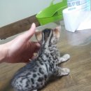 뱅갈냥이 이미지