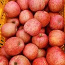 평창농원 | 달콤하고 아삭한 고랭지 사과♡ 평창 천지애 농원 솔직 후기!