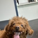 루비 애견샵 | 무인24시 단양애견용품 아무도없개 충북단양점