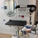 아로멍 | 전주 송천동애견미용 아로멍 푸들 스포팅 후기