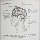 다니엘 시겔박사의 중앙전전두엽의 기능9가지 이미지