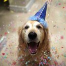 행복한개 이미지