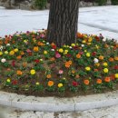 부강면사무소 이미지