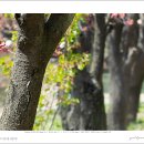 겹벚꽃(Prunus donarium Sieb) 이미지