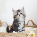 수원고양이분양 나비캣 이미지