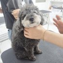 청십자산업동물병원 | 동물관련학과 면접에서 자주 나오는 질문 예상답변 합격 수기