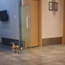 운정24시동물의료센터 이미지