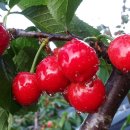 초이농장 이미지