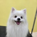 이웃집 메리 이미지