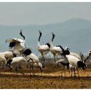 매음농장 이미지