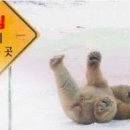 곰탱이 Daum카페
