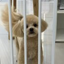 땡글하개 네이버블로그