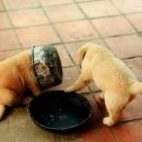 개밥그릇 이미지