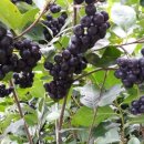 생목농장 이미지