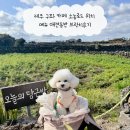 로드 | 제주 구좌 카페 소농로드 위치 메뉴 애견동반 브런치후기