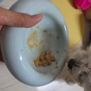 A-8 | 강아지뇌건강영양제 찾다가 대추한테 딱 맞는 거 발견 🐶 _ 810FC TEDDY8-A 후기