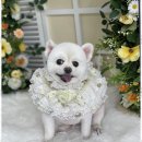 여기는 펫샵 이미지