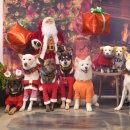 펠리스뻬로 이미지