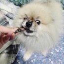 주정차-8 | 대구 반려동물 수제간식 추천, 노견 간식 고민 끝난 링고네식탁