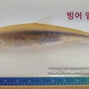 경상북도 수산자원연구원 토속어류산업화센터 빙어 낚시 튀김용 방류 파로호 문경 경천호