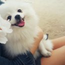 나나리펫하우스 이미지