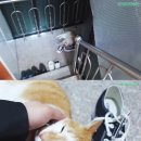 도리순이 이미지