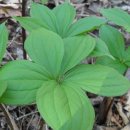 삿갓풀의 효능, 삼백초의 효능 이미지