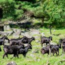 나나목장 이미지