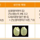 현미용