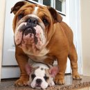 베스트애견 이미지