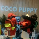 coco puppy 이미지