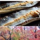 고창풍천장어 티스토리