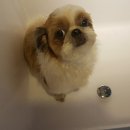 예뻐해줄개 이미지