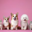 작은 친구 동물병원 이미지