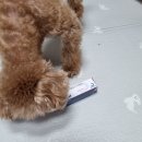 마음편한동물약국 이미지