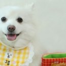 캔디코튼