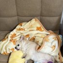 백슬동물병원 이미지