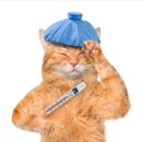 냥이시대 이미지