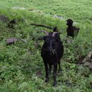 대화목장 이미지