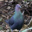 제주 사수도 바닷새류(흑비둘기,슴새)번식지 이미지