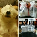 윈터펠 치와와 | [펫 아로마테라피] 반려동물을 위한 천연제품