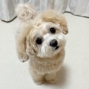 하얀강아지&고양이 | meitu 겨울 강아지 ai 메이투 사진 고양이 반려동물 meltu 겨울사진 쉽게 사용하는법