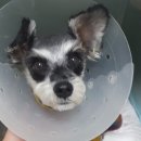 이박사동물병원