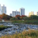 탄천 네이버블로그