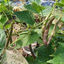 주렴농장 | 천안 도시농부학교9기 17주 차 후기, 주말농장, 도시농부학교 여름방학, 텃밭 가꾸기, 귀농 귀촌