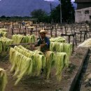 금소농장 이미지