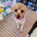 오렌지독하우스 이미지